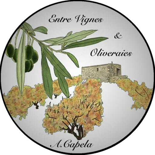 Entre vignes et oliveraies